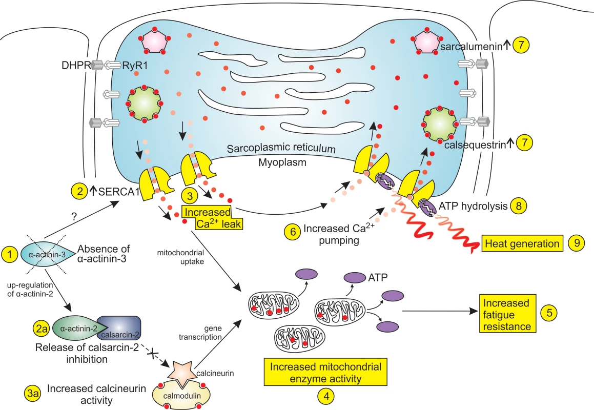 Cold acclimatisation and thermogenesis in α-actinin-3-deficient fibres.