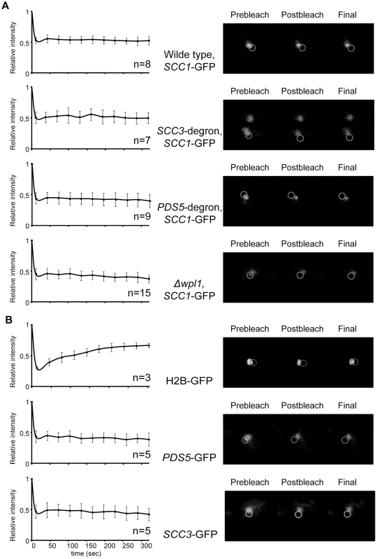 Depletion of Scc3, Pds5, and Wpl1 does not affect cohesin turnover rate on chromosomes.