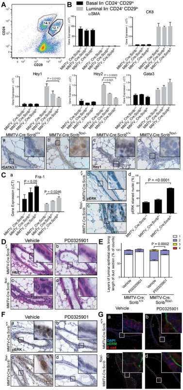 Scribble loss disrupts Notch signalling and drives MAPK/Fra1 activation to allow inappropriate luminal expansion.