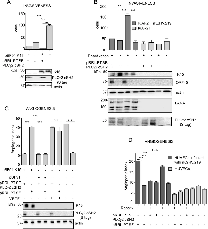 The isolated PLCγ2 cSH2 domain impairs the increased invasiveness and angiogenesis of KSHV infected endothelial cells.