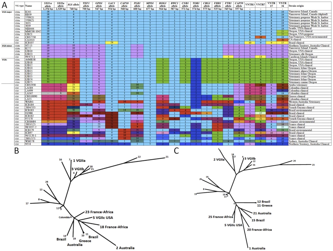 Expanded molecular analysis reveals increased divergence in VGIIc.