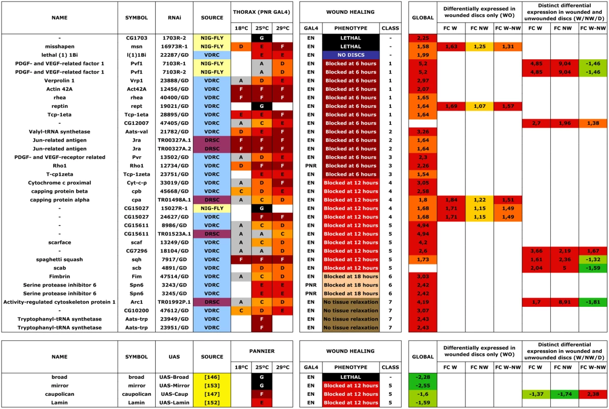 Wound healing phenotypes.