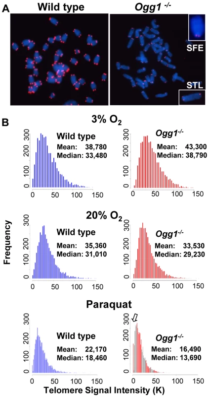 Telomere length in primary MEFs cultivated in low or high oxidative environment.