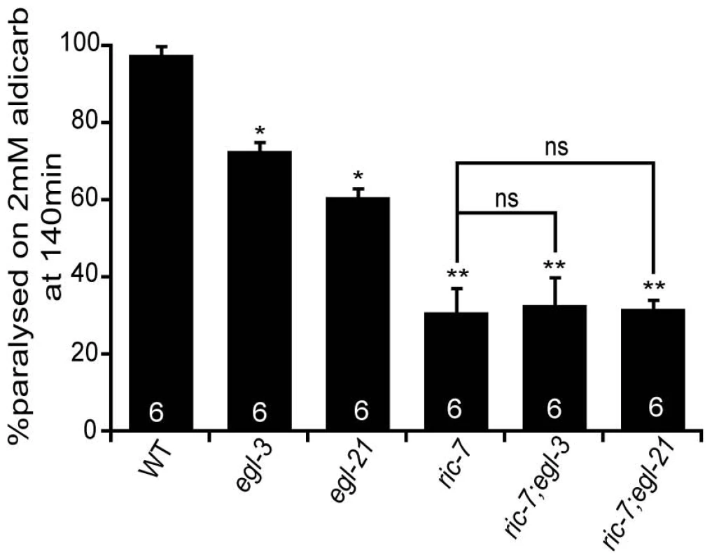 Neuropeptide processing mutations and 