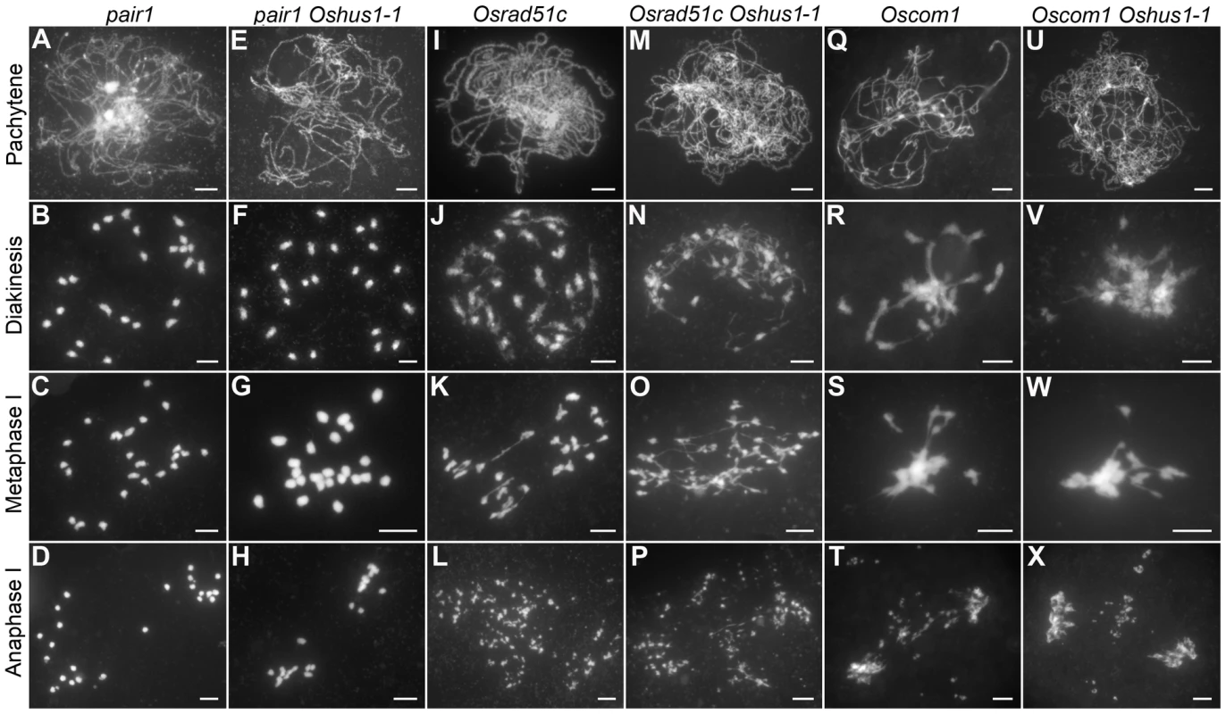 DAPI staining of <i>Oshus1-1</i> with other meiotic mutants.