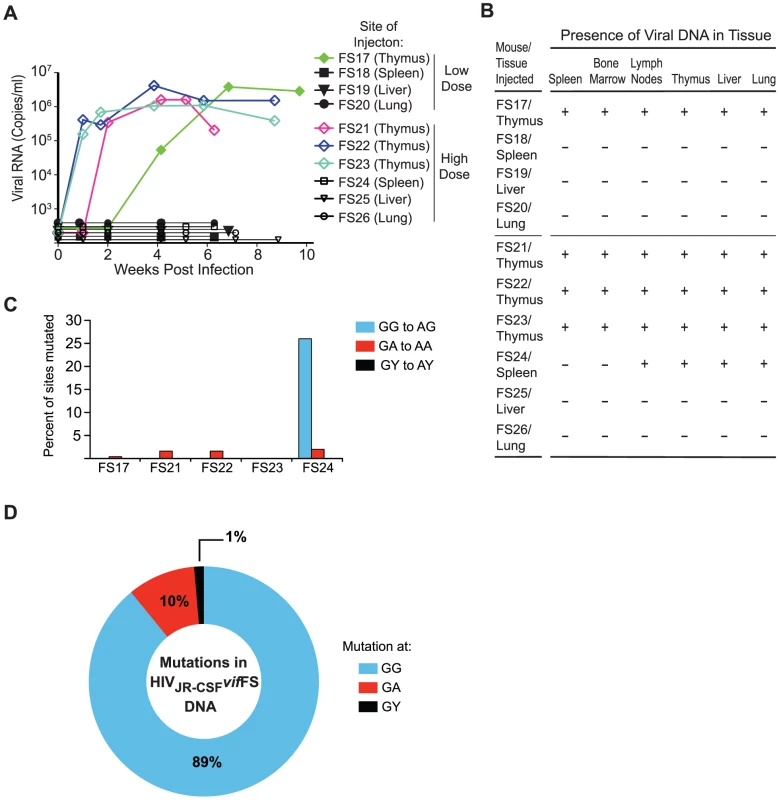 Restoration of <i>vif</i> occurs only following direct virus injection into the thymus.