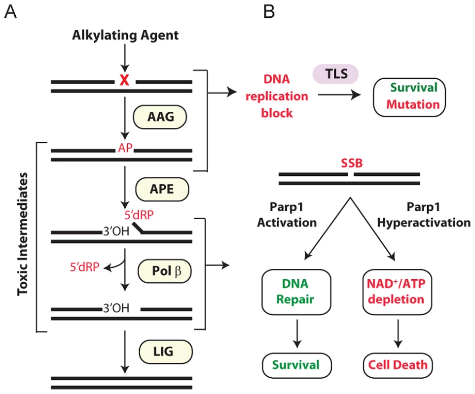 Cellular processing and repair of DNA base lesions in DNA.