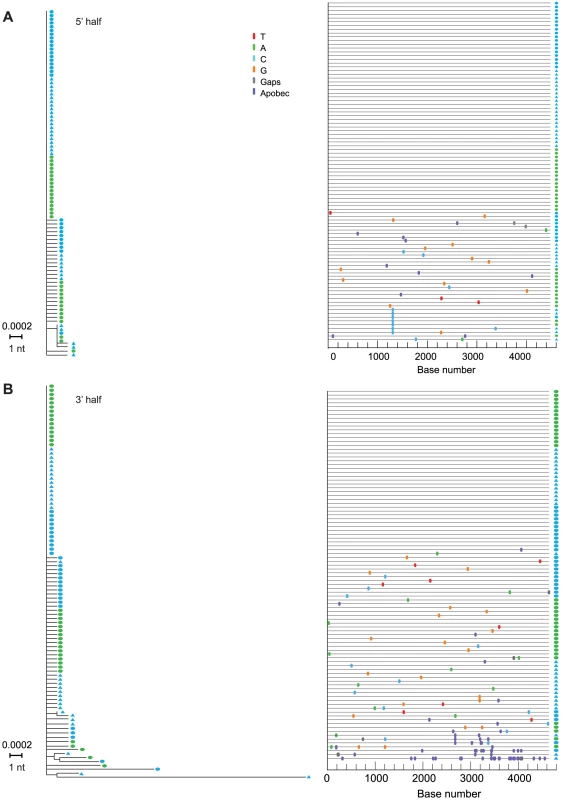 NJ trees and Highlighter plots of HIV-1 diversity in 5′ and 3′ half genomes in subject AD17.