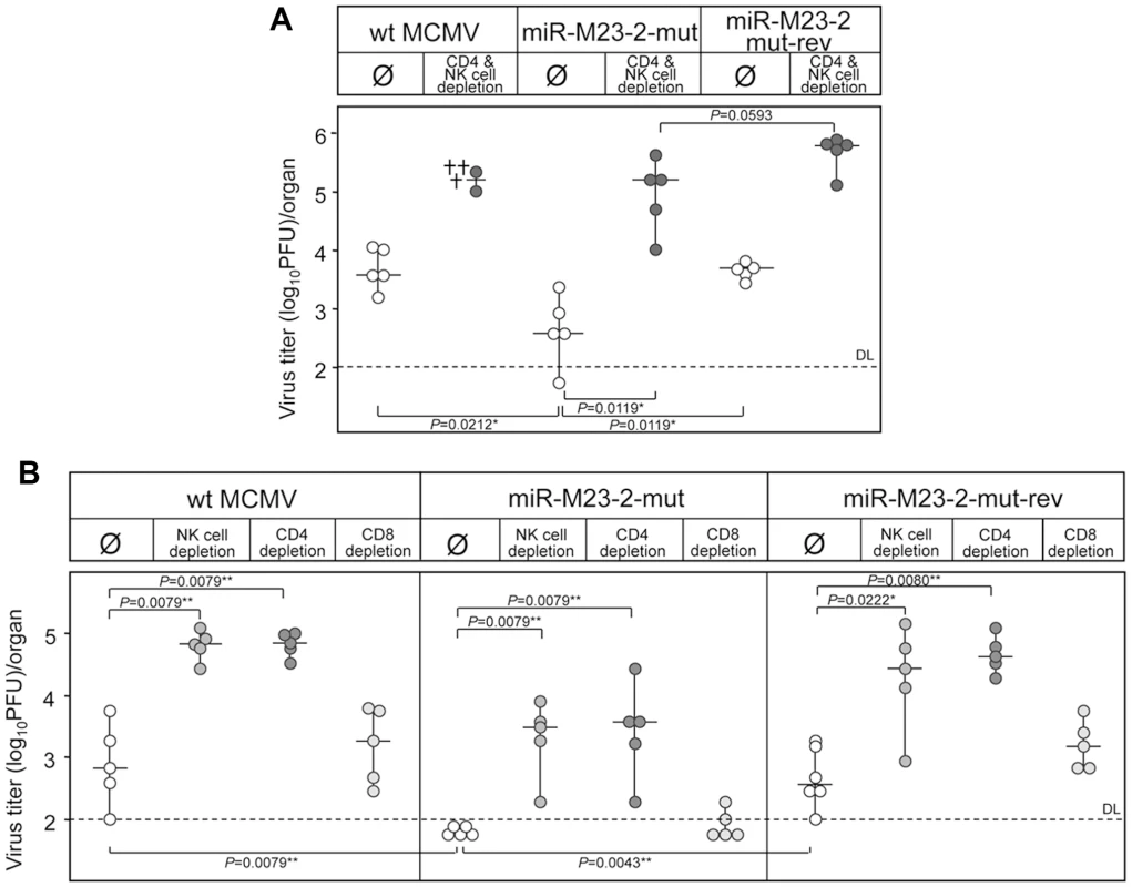 Reversion of the miRNA mutant phenotype by immune cells depletion.