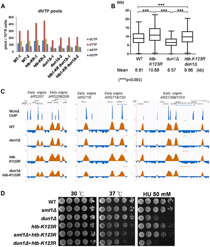 H2Bub-mediated fork stalling is independent of dNTP pool size.