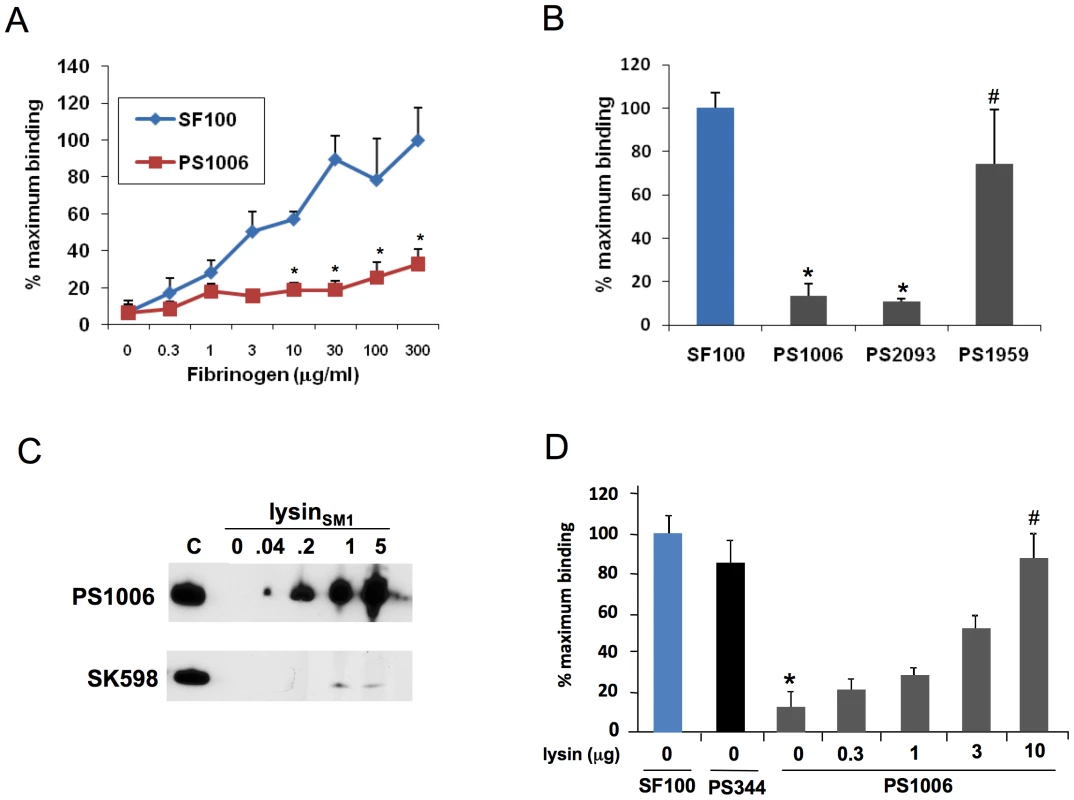 Lysin mediates binding of bacteria to fibrinogen.