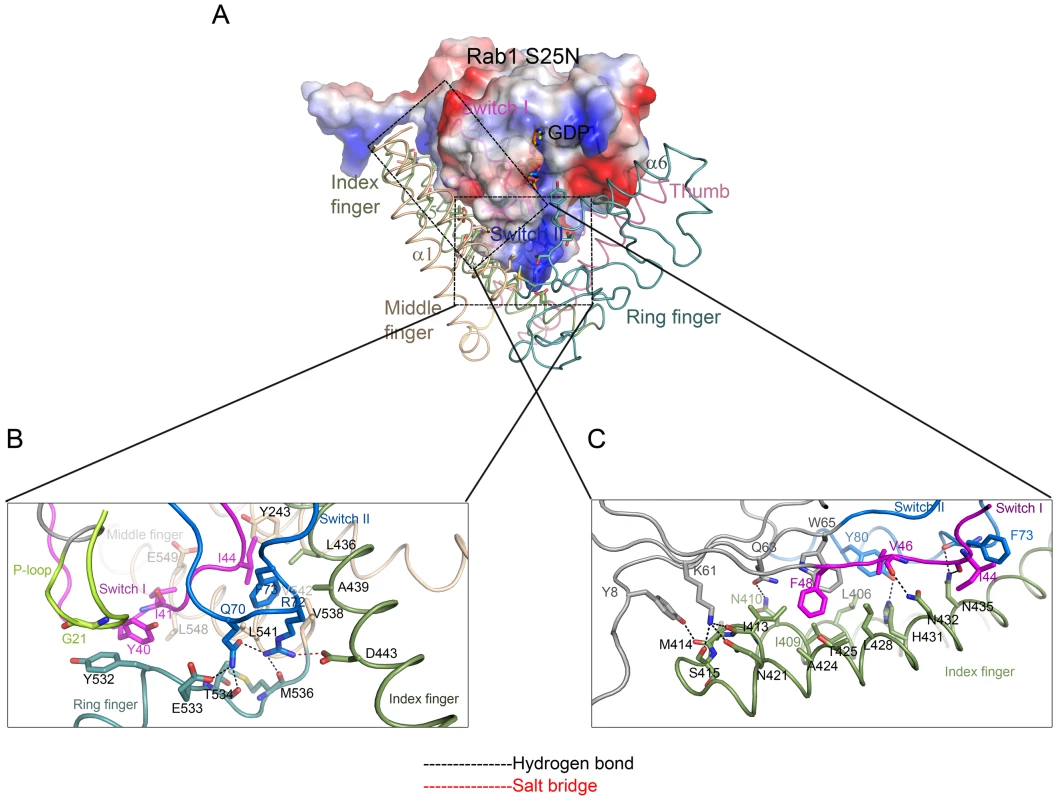 Interaction interfaces between LidA and Rab1.