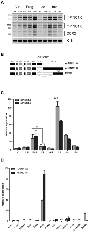 <i>mPINC</i> expression peaks in the late pregnant and early involuting gland.