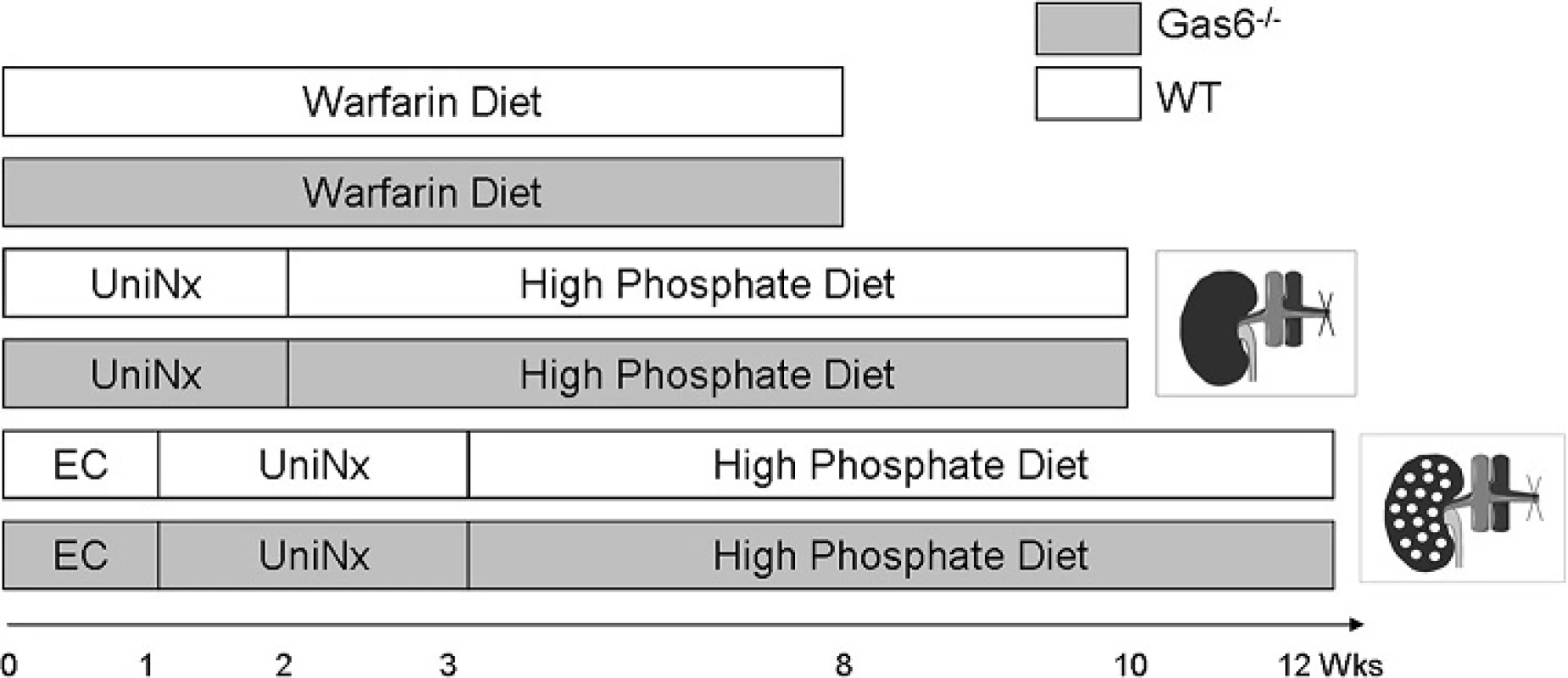 Experimental design of the in vivo experiments. Ten WT or Gas6<sup>-/-</sup> mice received warfarin diet for 8 weeks or a uninephrectomy combined with a high phosphate diet or uninephrectomy in combination with electrocauterization of the contralateral kidney together with high phosphate diet