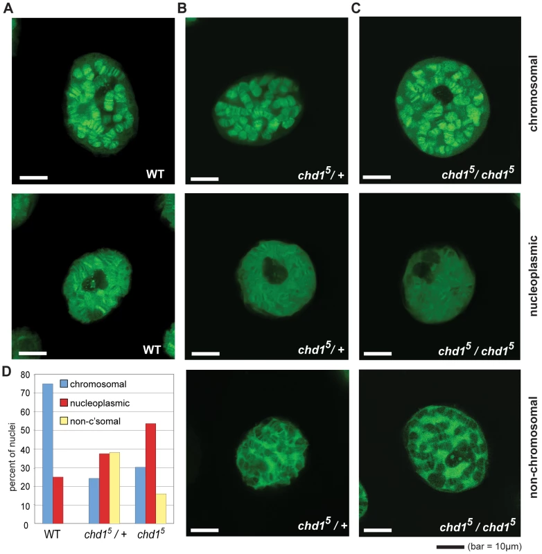 Chd1 affects H3.3<sub>core</sub>-GFP localization on Chd1 in <i>Drosophila</i>.
