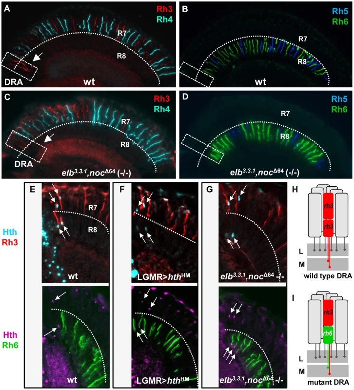 The opsin phenotype of <i>elb,noc</i> double mutants is restricted to DRA ommatidia.