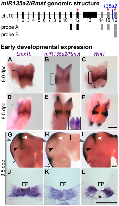 Identification of <i>miR135a2</i> within an intron of a transcript that is expressed in a manner similar to <i>Lmx1b</i> and <i>Wnt1</i> in the midbrain.