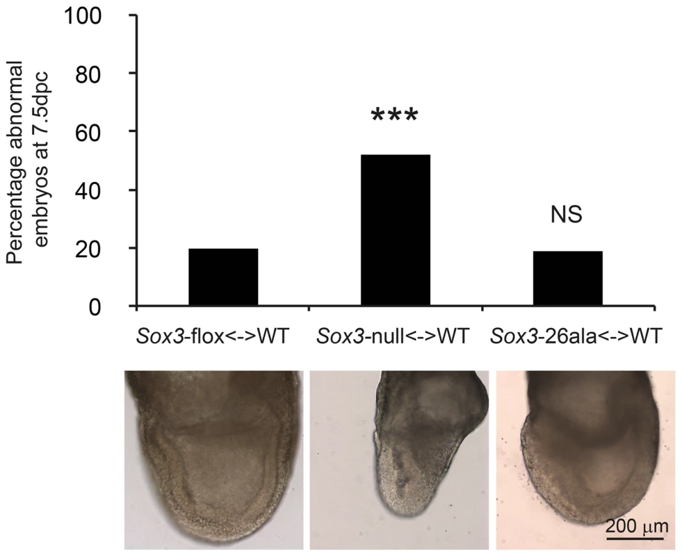 Residual nuclear SOX3-26ala protein rescues a gastrulation defect of <i>Sox3</i>-null <-> WT chimeric embryos.