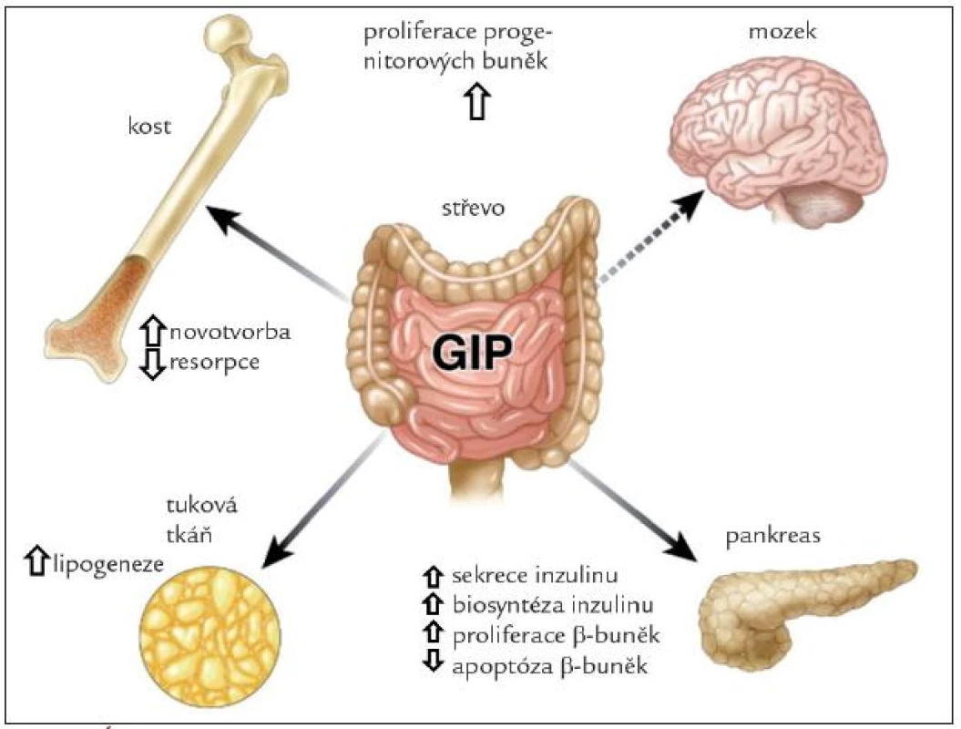Účinky GIP.