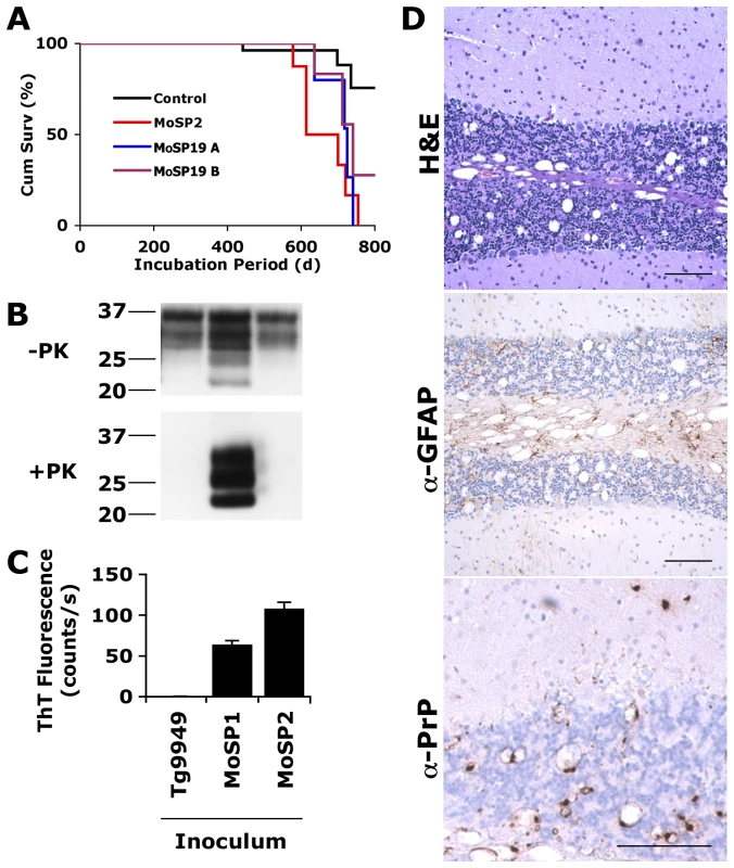 Protease-sensitive synthetic prions are serially transmissible to Tg4053 mice.
