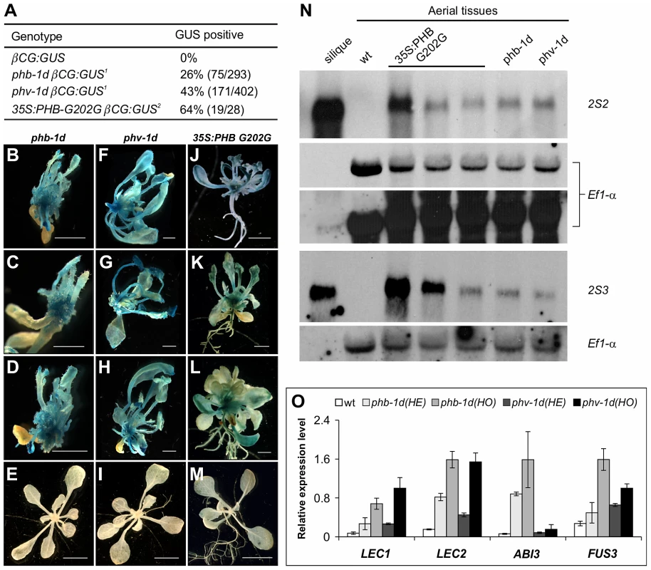 HD-ZIPIII Genes <i>PHB/PHV</i> Are Sufficient for Activating Ectopic Expression of Seed Genes in Seedlings.
