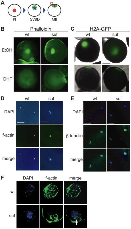 Suf is not essential for meiosis, but mitosis.