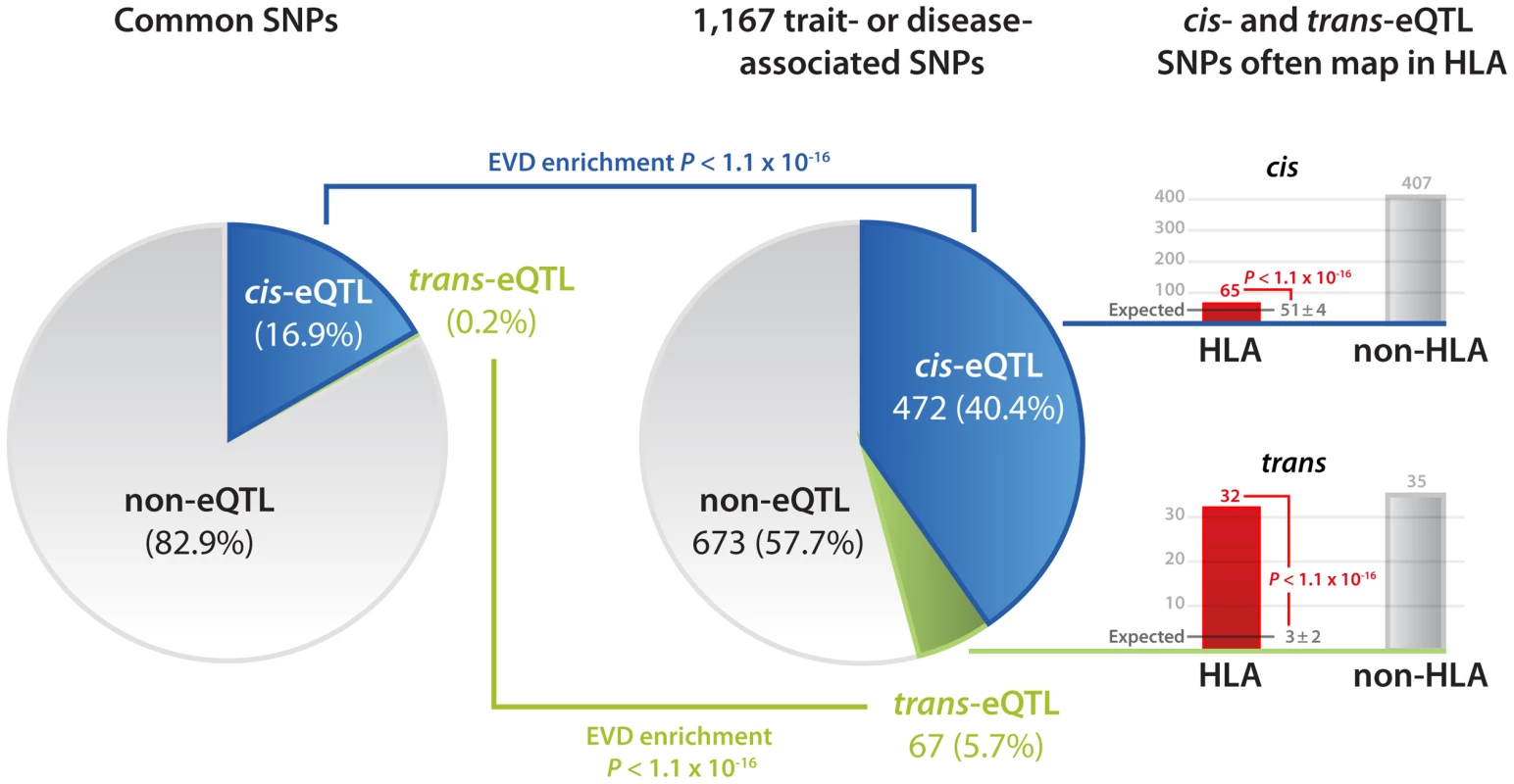 Disease and trait-associated SNPs are enriched for both <i>cis</i>- and <i>trans</i>-eQTLs.