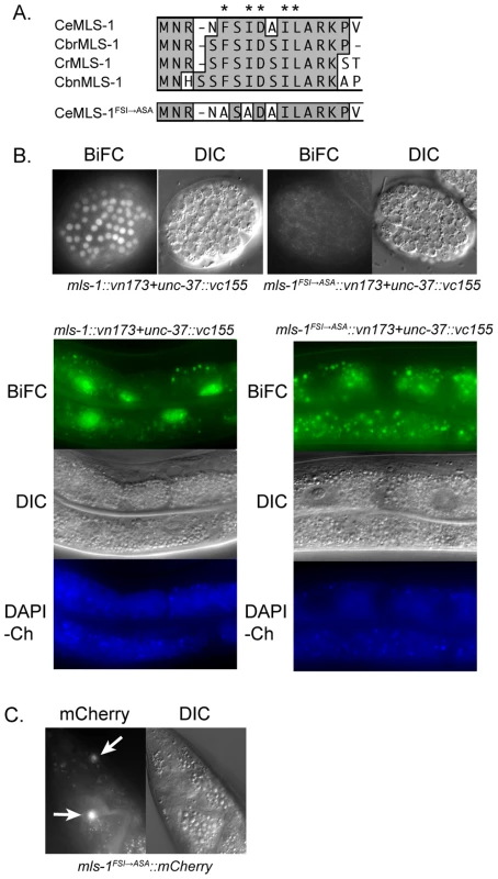 MLS-1 and UNC-37 physically interact in an MLS-1 eh1 motif-dependent manner.
