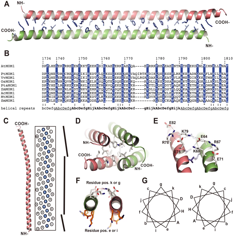 Crystal structure of the CMM2 protein fragment.