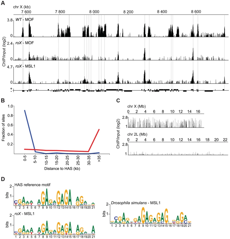 MSL recruitment to the conserved HAS is independent of <i>roX.</i>
