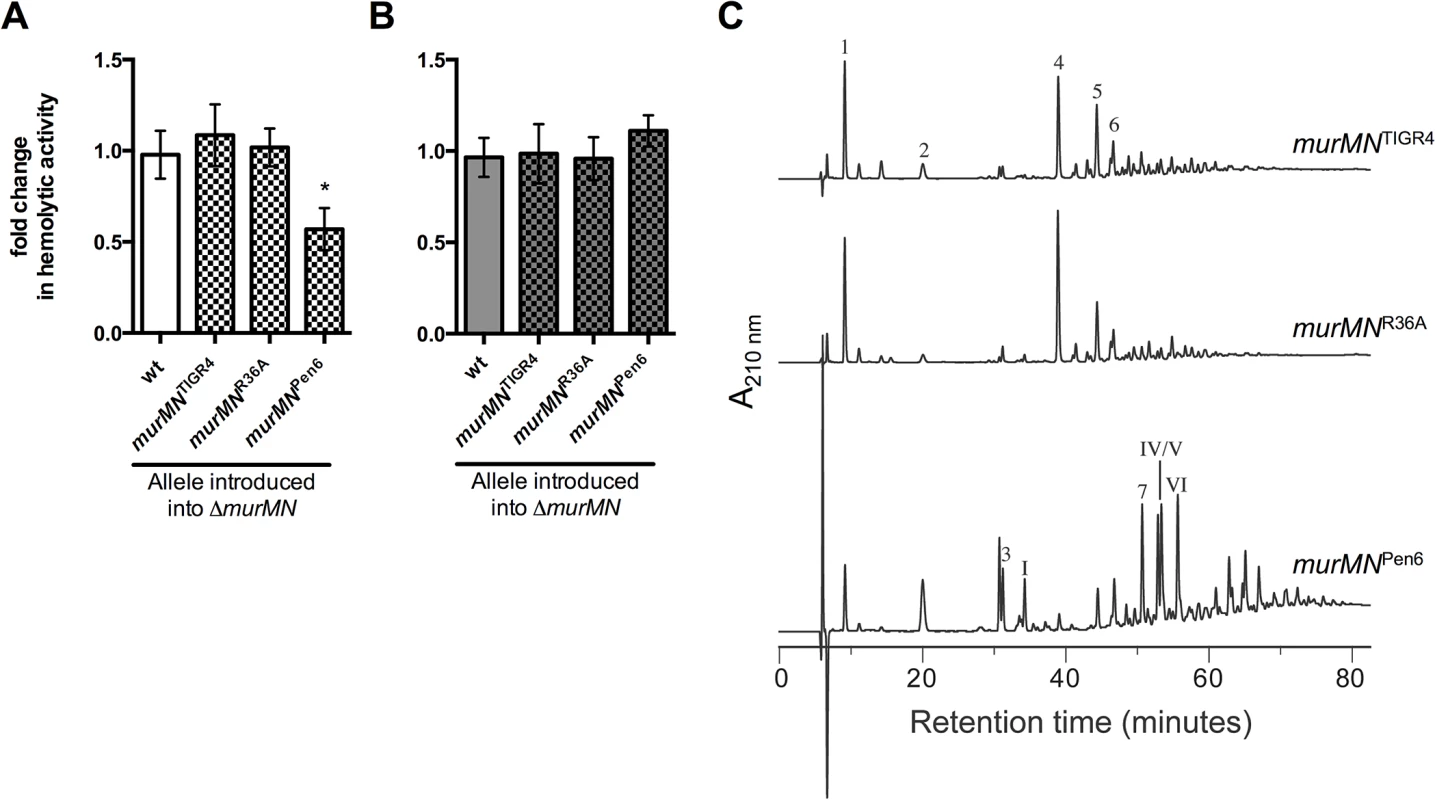 Increased Ply release observed upon <i>murMN</i> deletion can be differentially restored by variant <i>murMN</i> alleles.