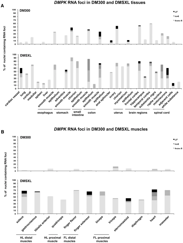 Foci distribution in mice carrying CTG expansions.