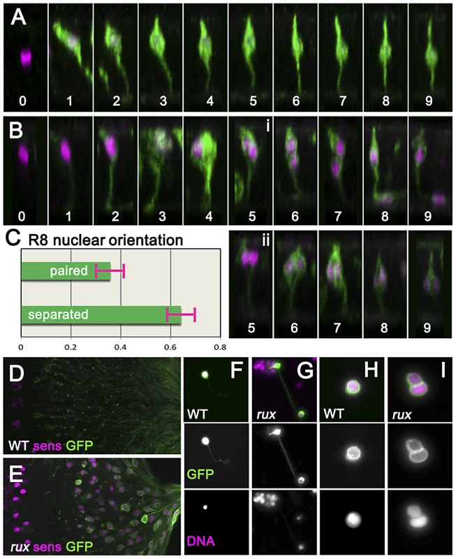 Mitotic R8 cells remain bi-nucleated without completing cytokinesis.