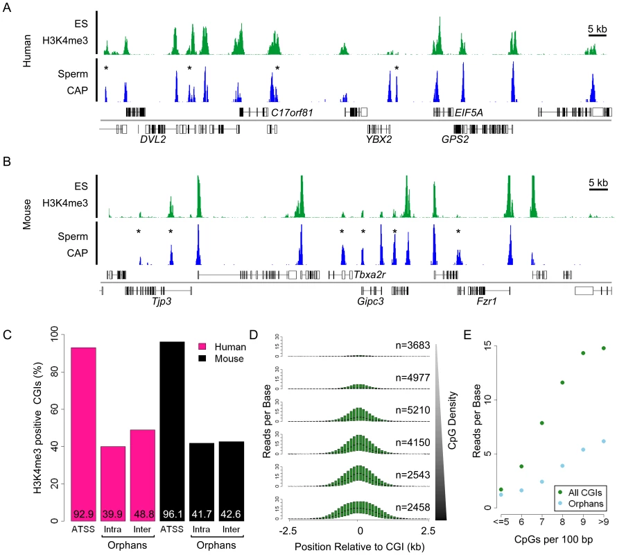 Trimethylated H3K4 is the signature chromatin mark at CGIs and is grossly proportional to CpG density.
