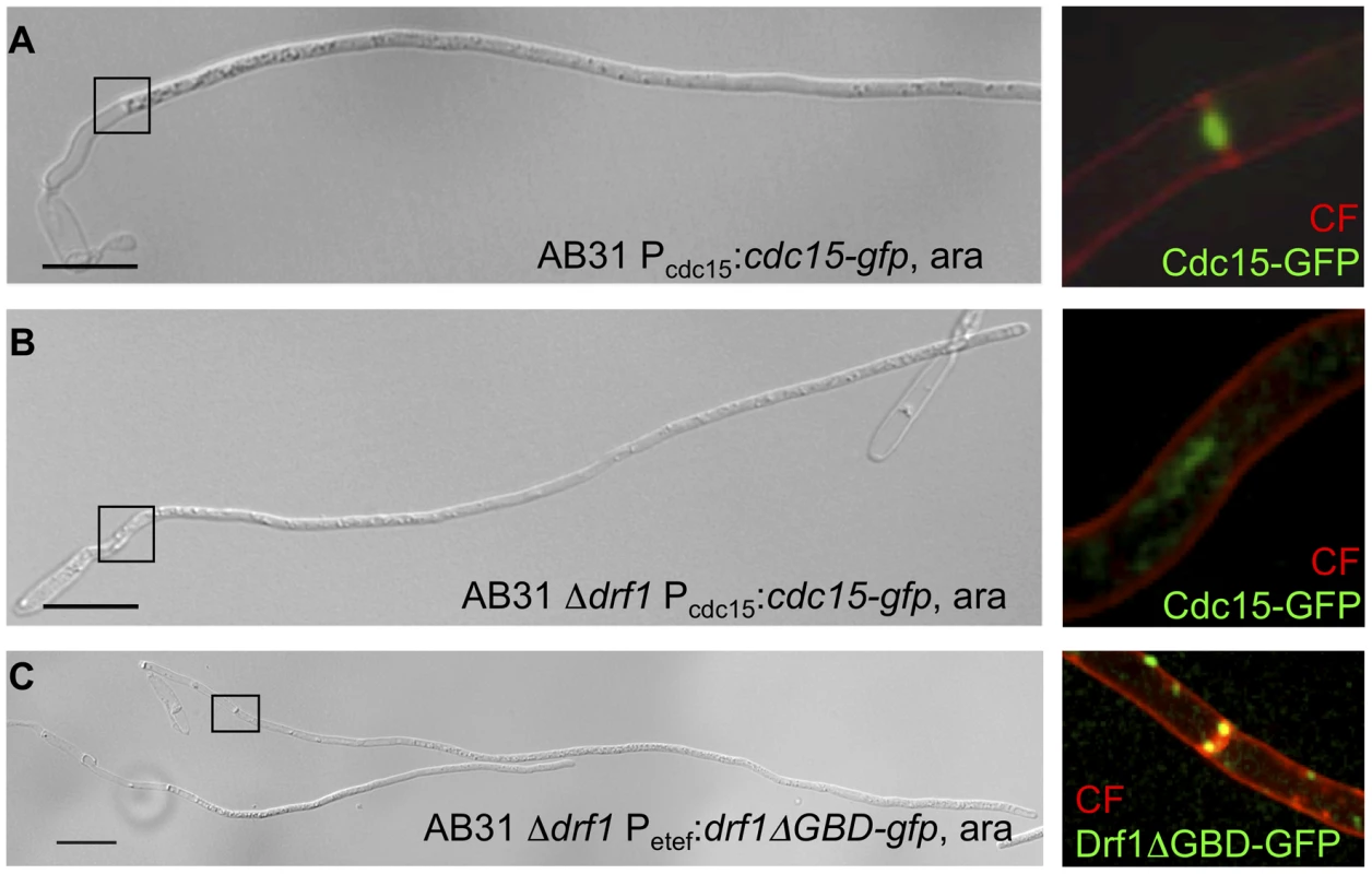 Hyphal septation depends on CAR formation.