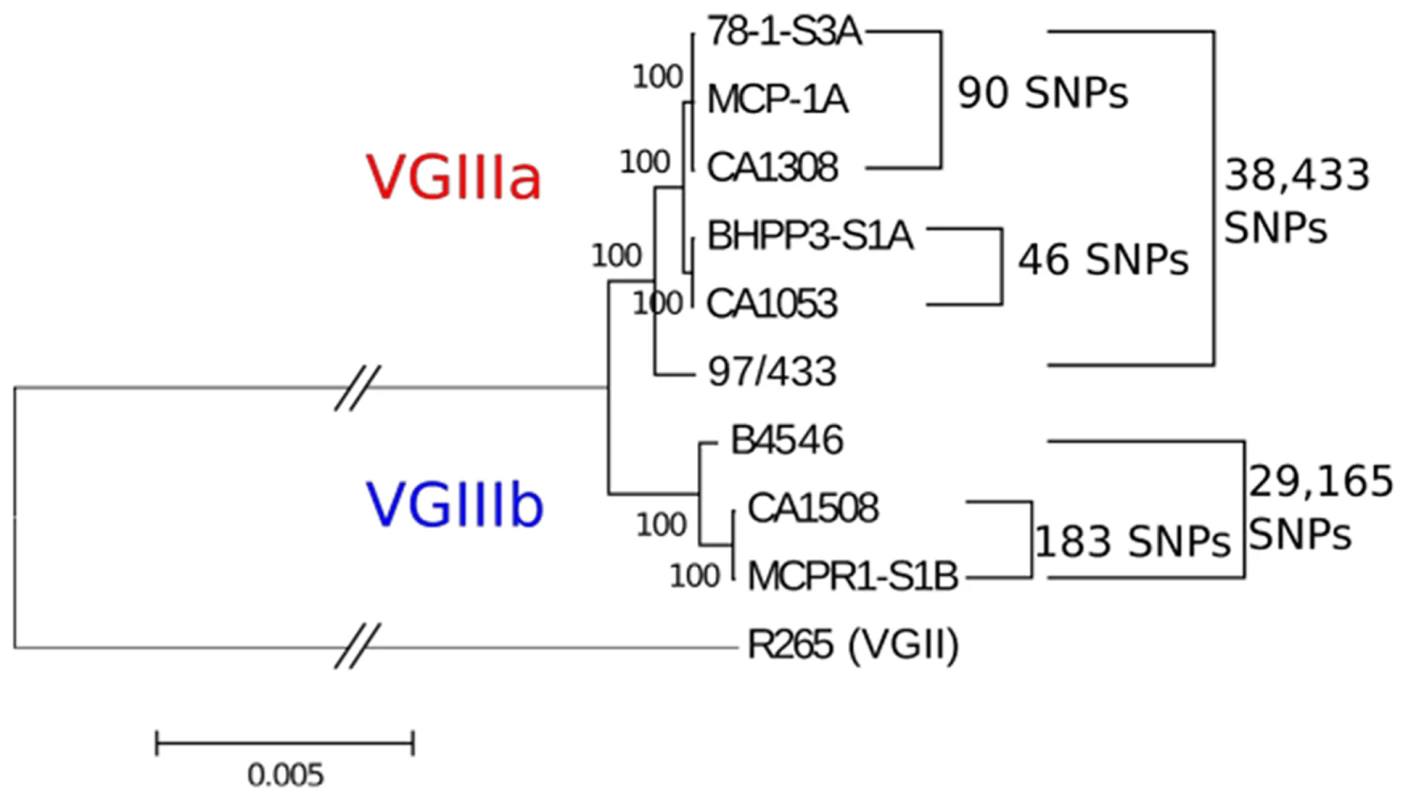 MLST matched clinical and environmental isolates are highly related.