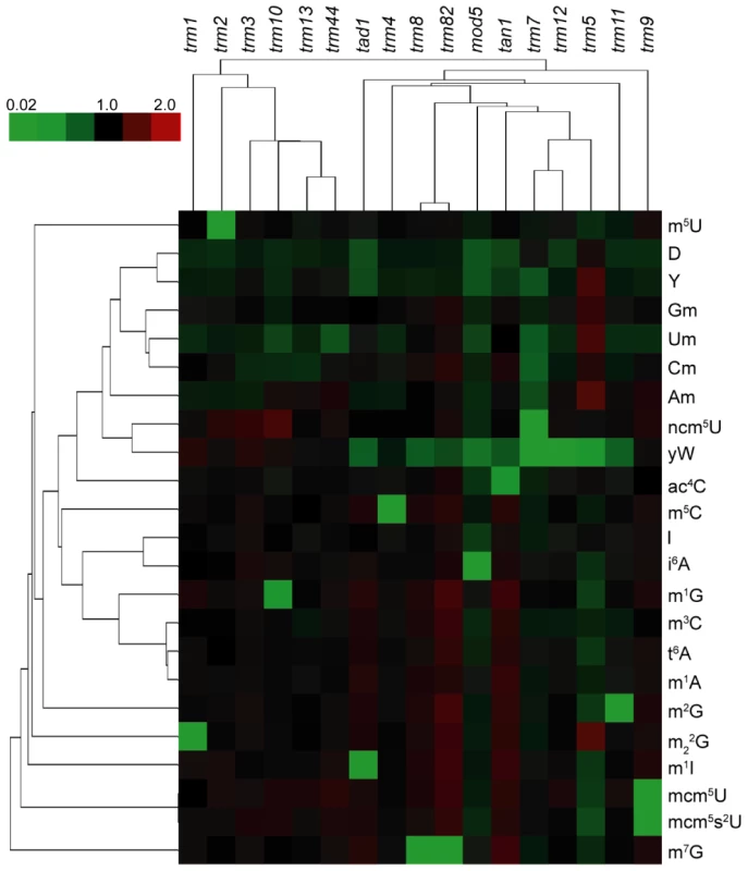 Cluster analysis visualization of changes in the relative levels of tRNA ribonucleoside modifications in mutants lacking ribonucleoside-modifying enzymes.