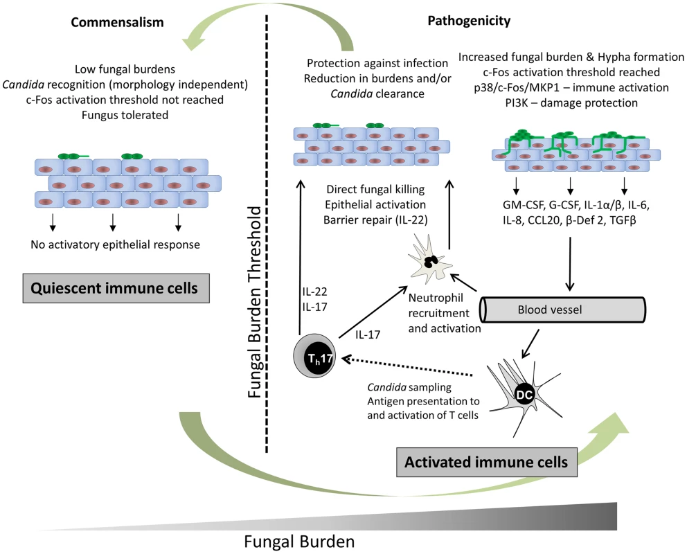 <i>C. albicans</i> recognition and protection at mucosal surfaces.