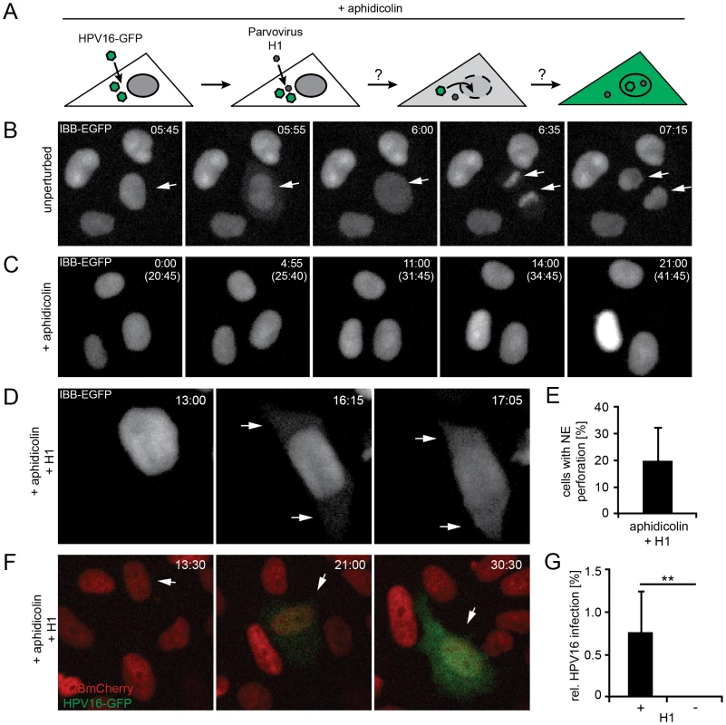 Nuclear envelope perforation allows HPV16 entry in interphase cells.
