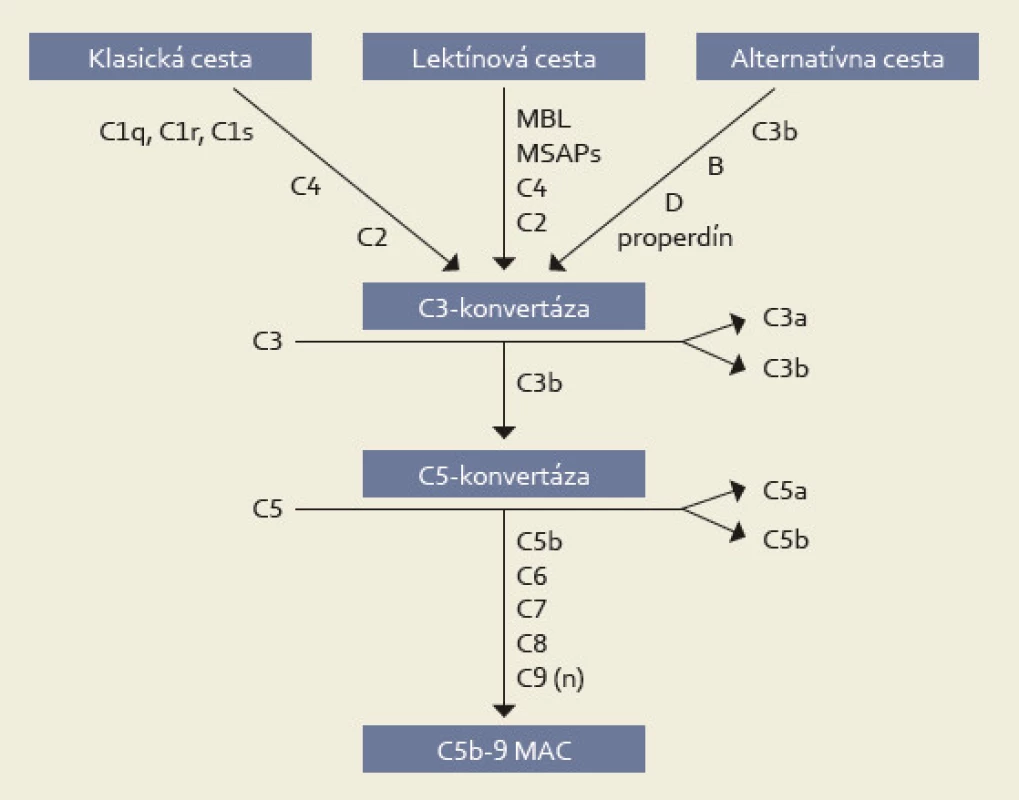 Cesty aktivácie komplementu [11].
Fig. 1. Activation of the complement [11].