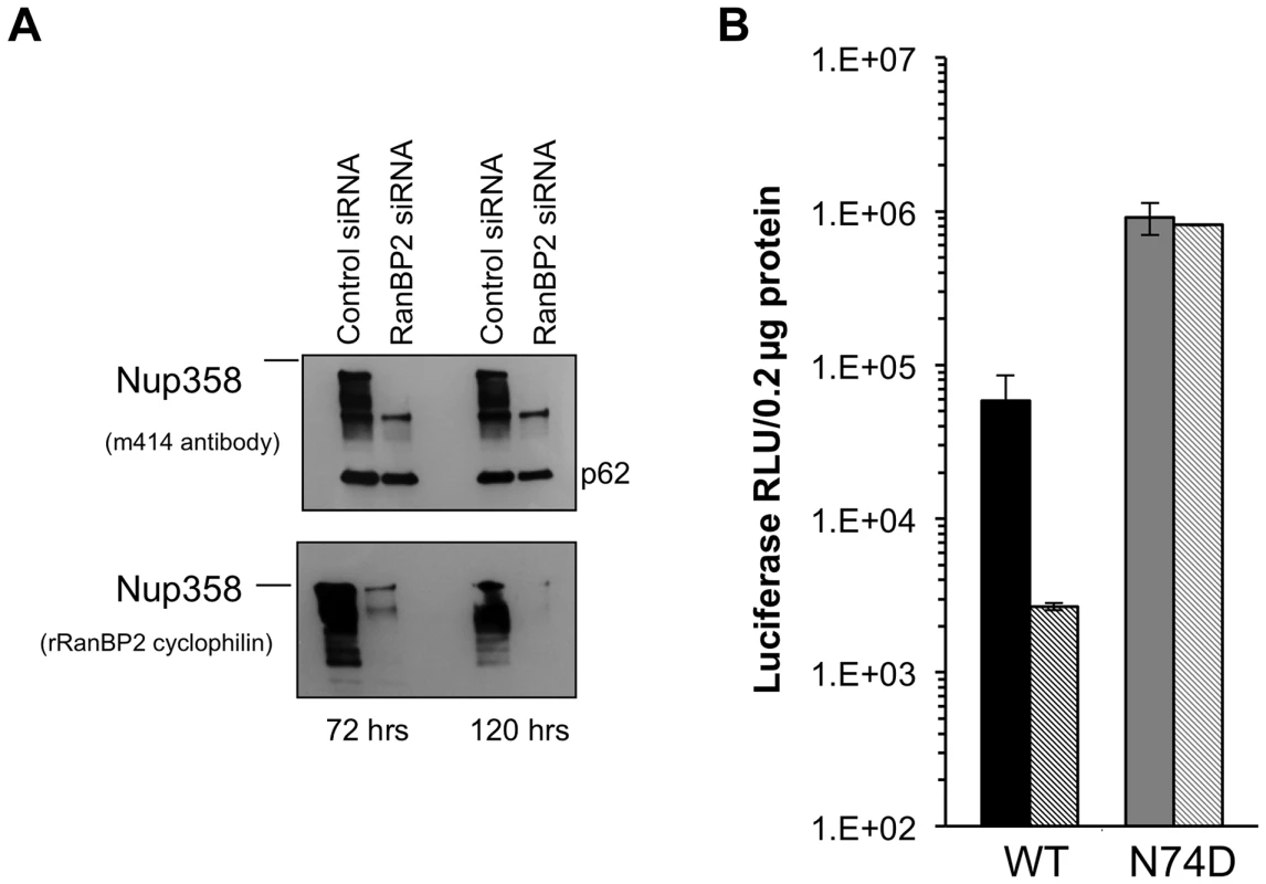Acute depletion of Nup358 in Hela cells.