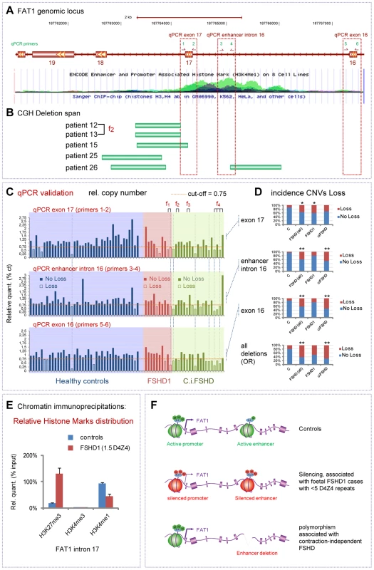 Identification of contraction-independent FSHD patients carrying deletions of an intronic <i>FAT1</i> enhancer.
