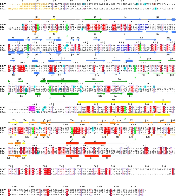 Multiple sequence alignment of gB homologs.