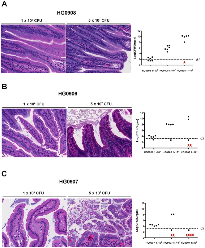 Tissue damage of ileum caused by various doses of single and double mutants.