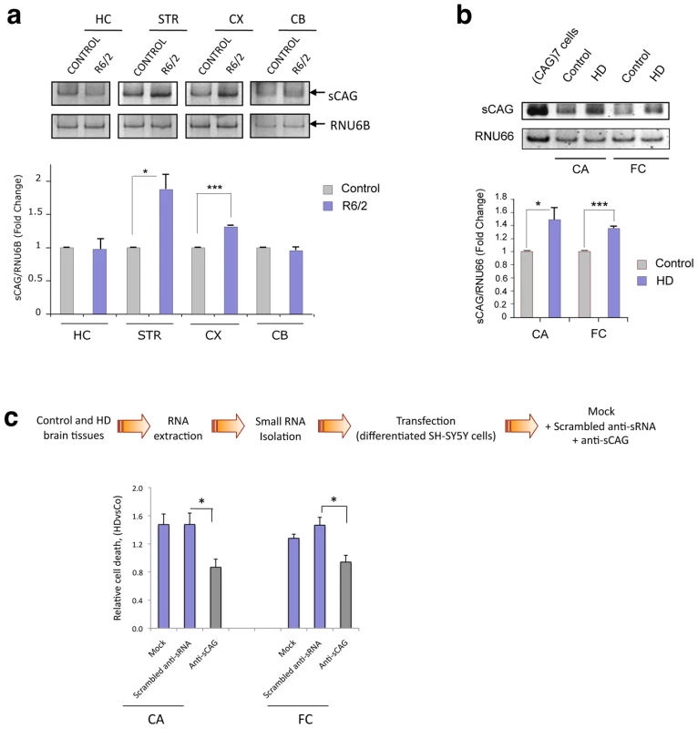 Cytotoxic sCAGs are increased in brain regions of HD.
