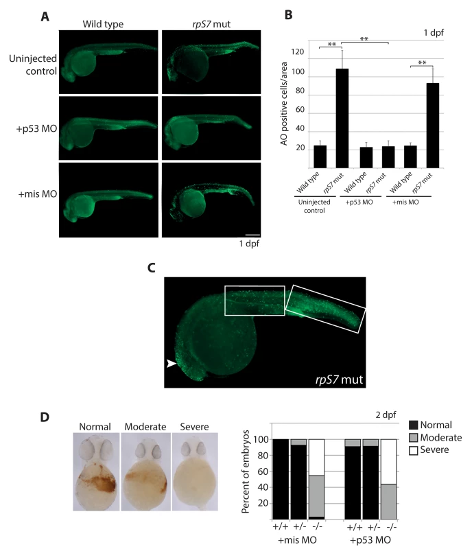 Early cell death of RP mutant cells requires p53.