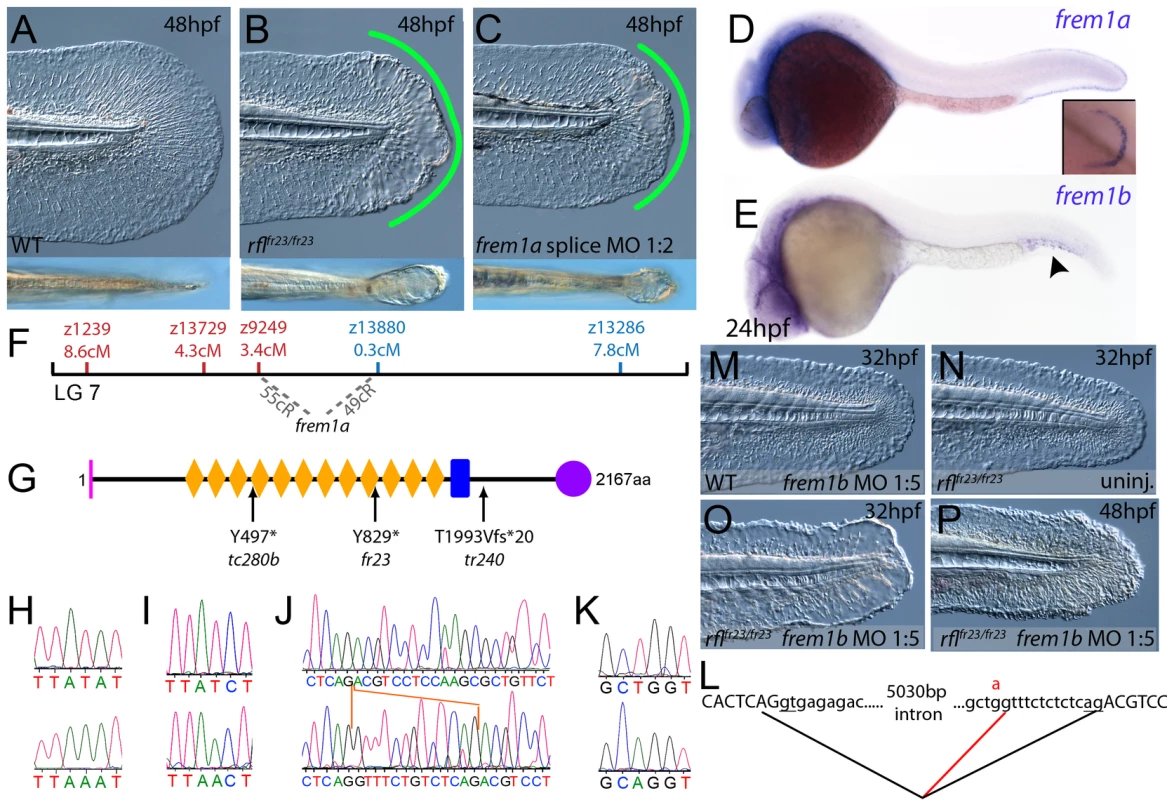 The fin blistering of <i>rafels</i> mutants is caused by mutations in Frem1a, which shows partial functional redundancy with Frem1b.