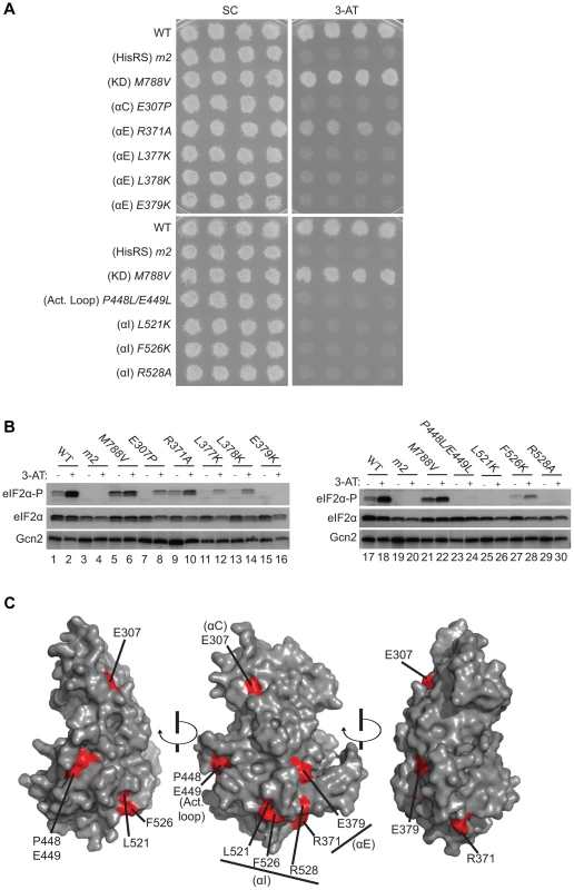 Substitutions of predicted surface-exposed residues of the Gcn2 YKD conferring Gcn<sup>−</sup> phenotypes <i>in vivo</i>.