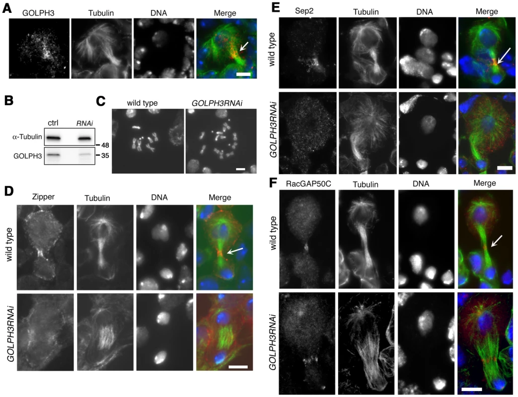 GOLPH3 is required for cytokinesis in larval neuroblasts.