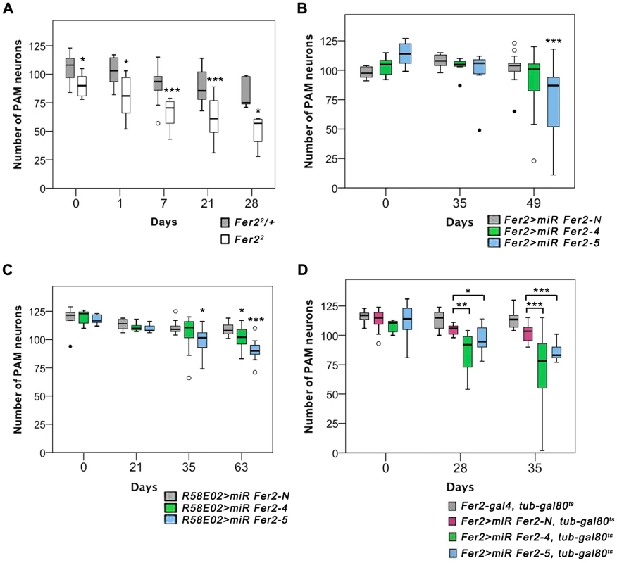 Partial loss of <i>Fer2</i> expression impairs the viability of PAM neurons in aging flies.